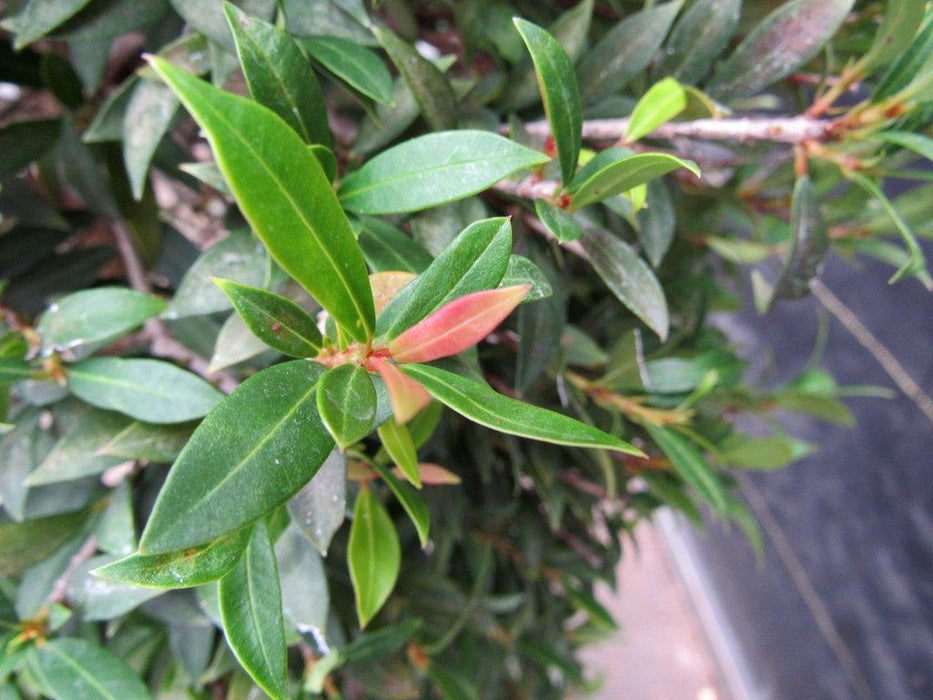 26 Year Old Brush Cherry Christmas Tree Specimen Bonsai Tree Red Leaf