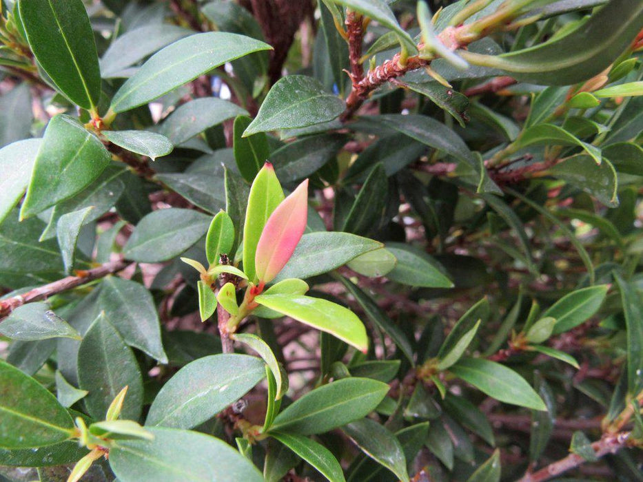 26 Year Old Brush Cherry Christmas Tree Specimen Bonsai Tree Canopy
