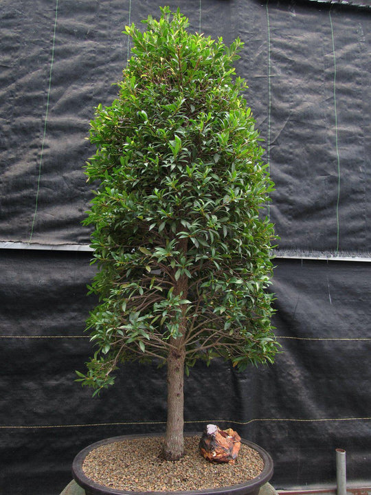 bonsai christmas trees 26 Year Old Brush Cherry Christmas Tree Specimen Bonsai Tree