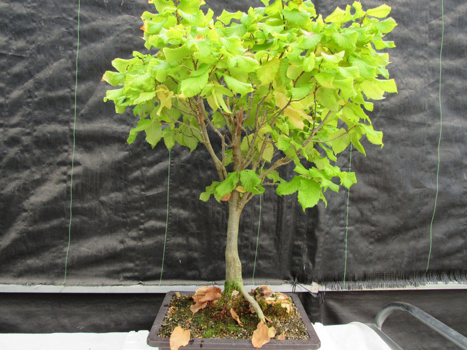 26 Year Old European Hornbeam Specimen Bonsai Tree Back