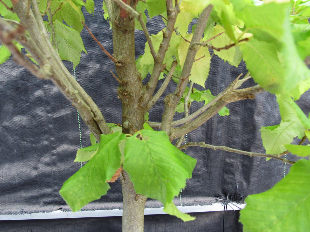 26 Year Old European Hornbeam Specimen Bonsai Tree Bark