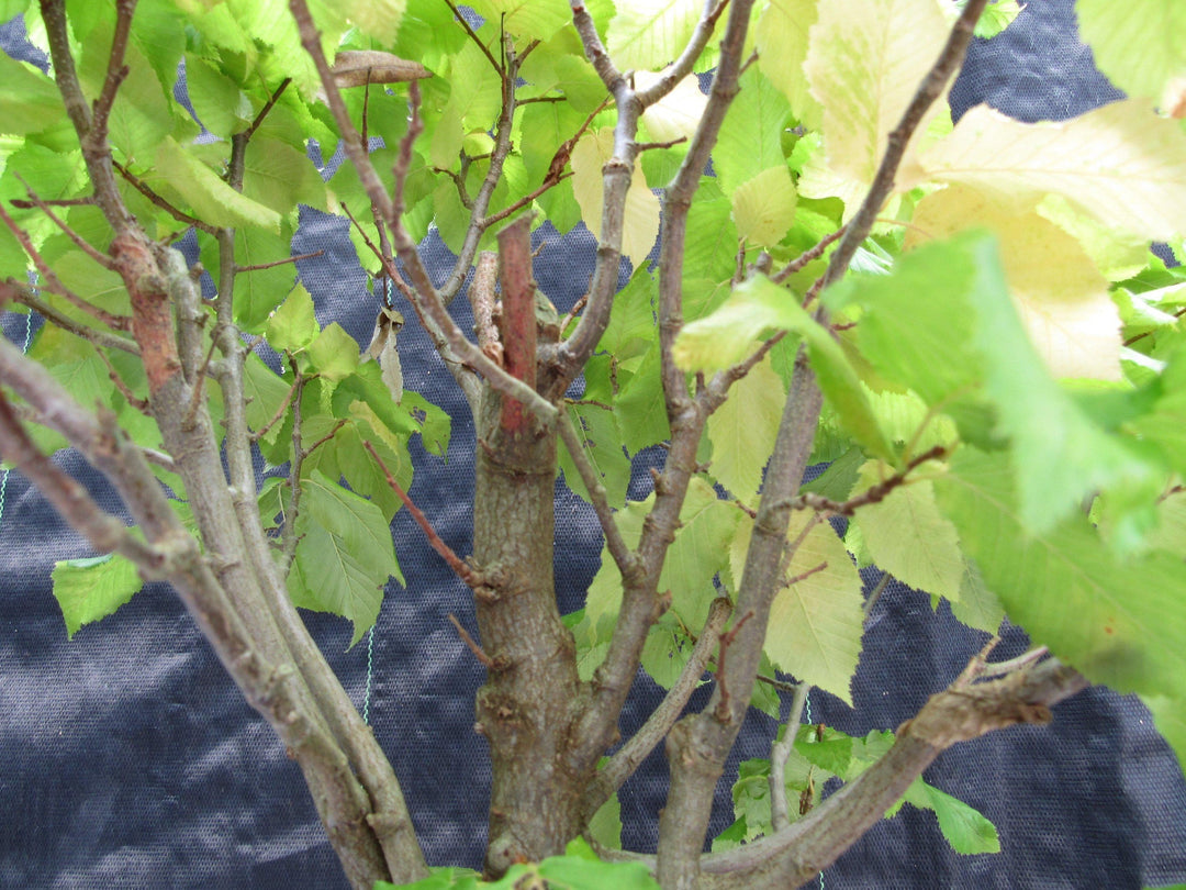 26 Year Old European Hornbeam Specimen Bonsai Tree Branches