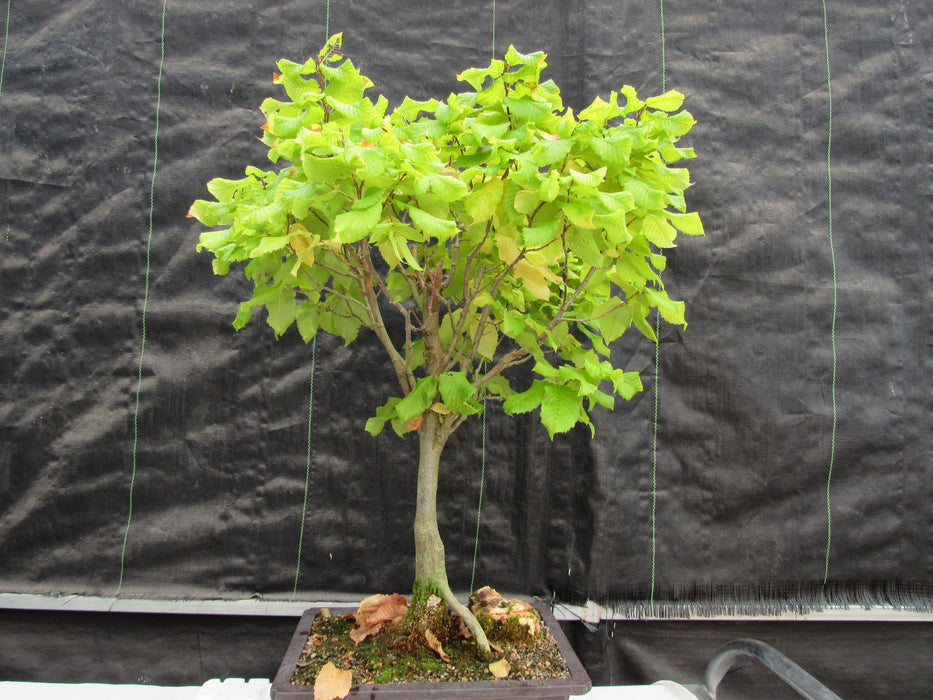 26 Year Old European Hornbeam Specimen Bonsai Tree Profile