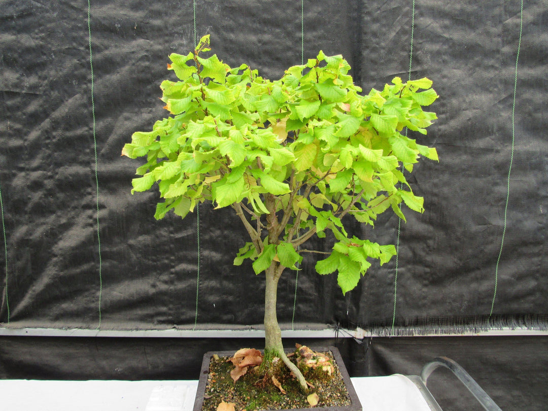 26 Year Old European Hornbeam Specimen Bonsai Tree Alt