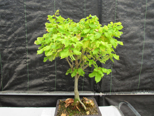 26 Year Old European Hornbeam Specimen Bonsai Tree