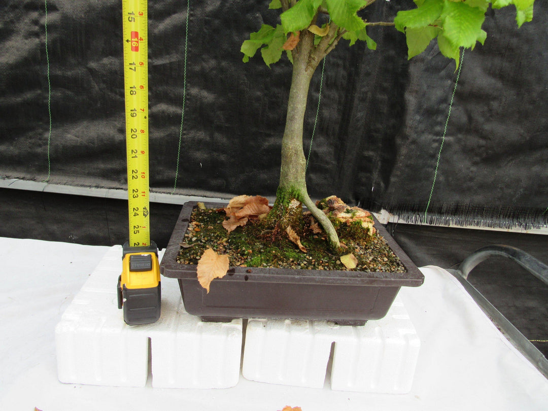 26 Year Old European Hornbeam Specimen Bonsai Tree Height