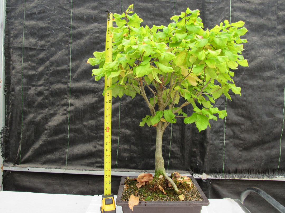 26 Year Old European Hornbeam Specimen Bonsai Tree Size