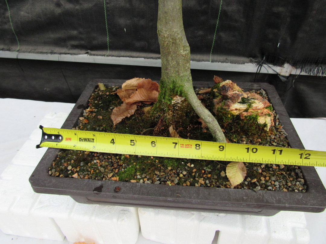 26 Year Old European Hornbeam Specimen Bonsai Tree Width