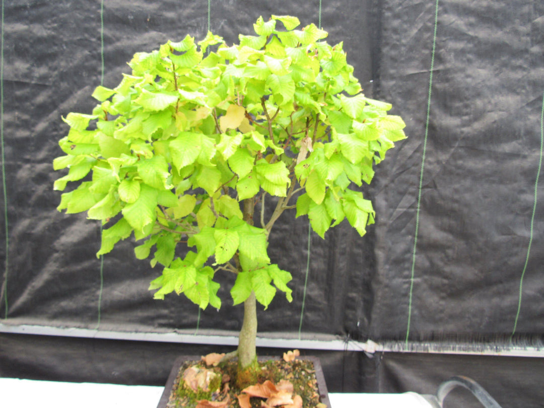 26 Year Old European Hornbeam Specimen Bonsai Tree Foliage