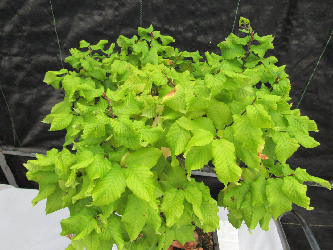 26 Year Old European Hornbeam Specimen Bonsai Tree Canopy