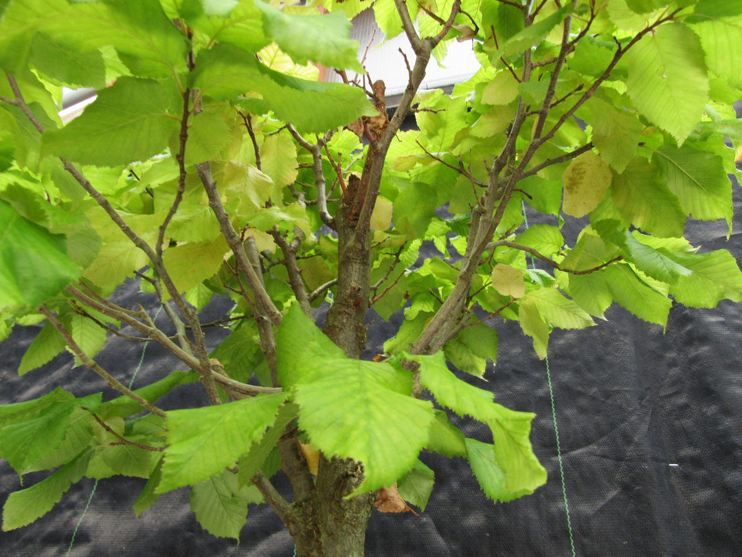 26 Year Old European Hornbeam Specimen Bonsai Tree Leaves
