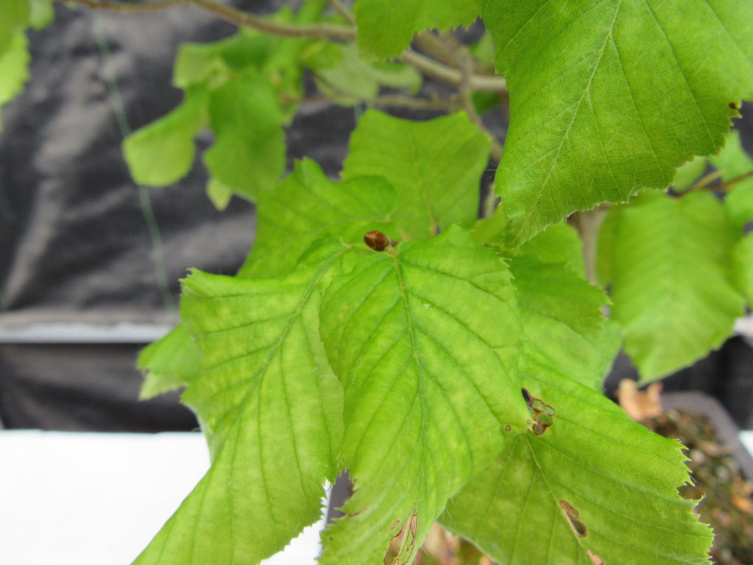 26 Year Old European Hornbeam Specimen Bonsai Tree New Growth
