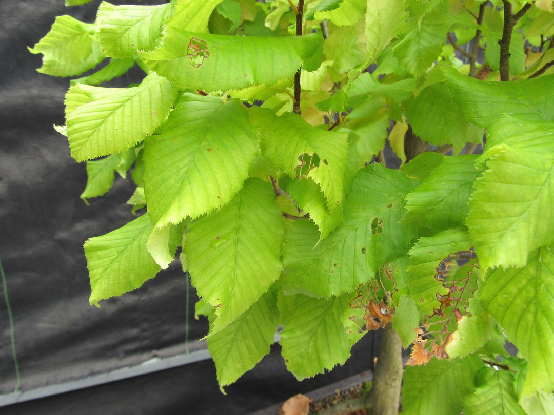 26 Year Old European Hornbeam Specimen Bonsai Tree Starting To Change For Fall