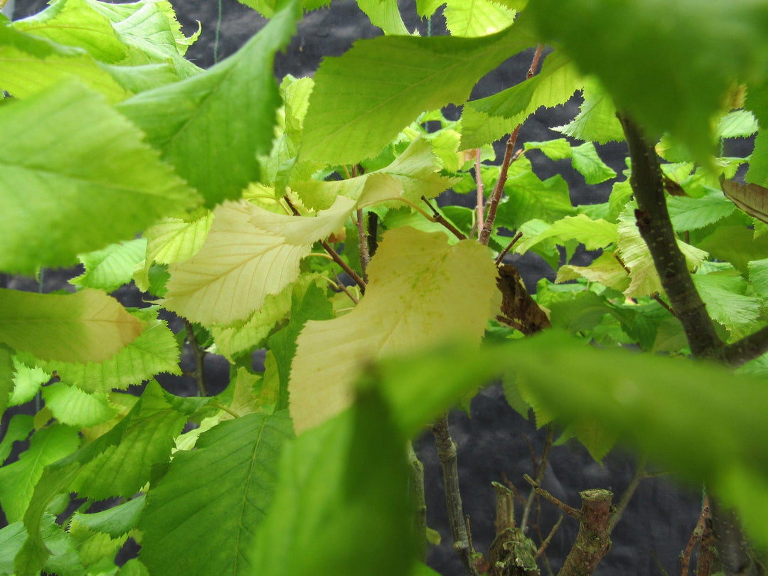 26 Year Old European Hornbeam Specimen Bonsai Tree Fall Color