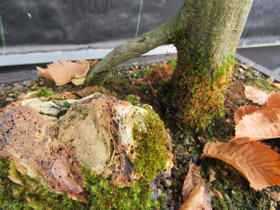 26 Year Old European Hornbeam Specimen Bonsai Tree Root