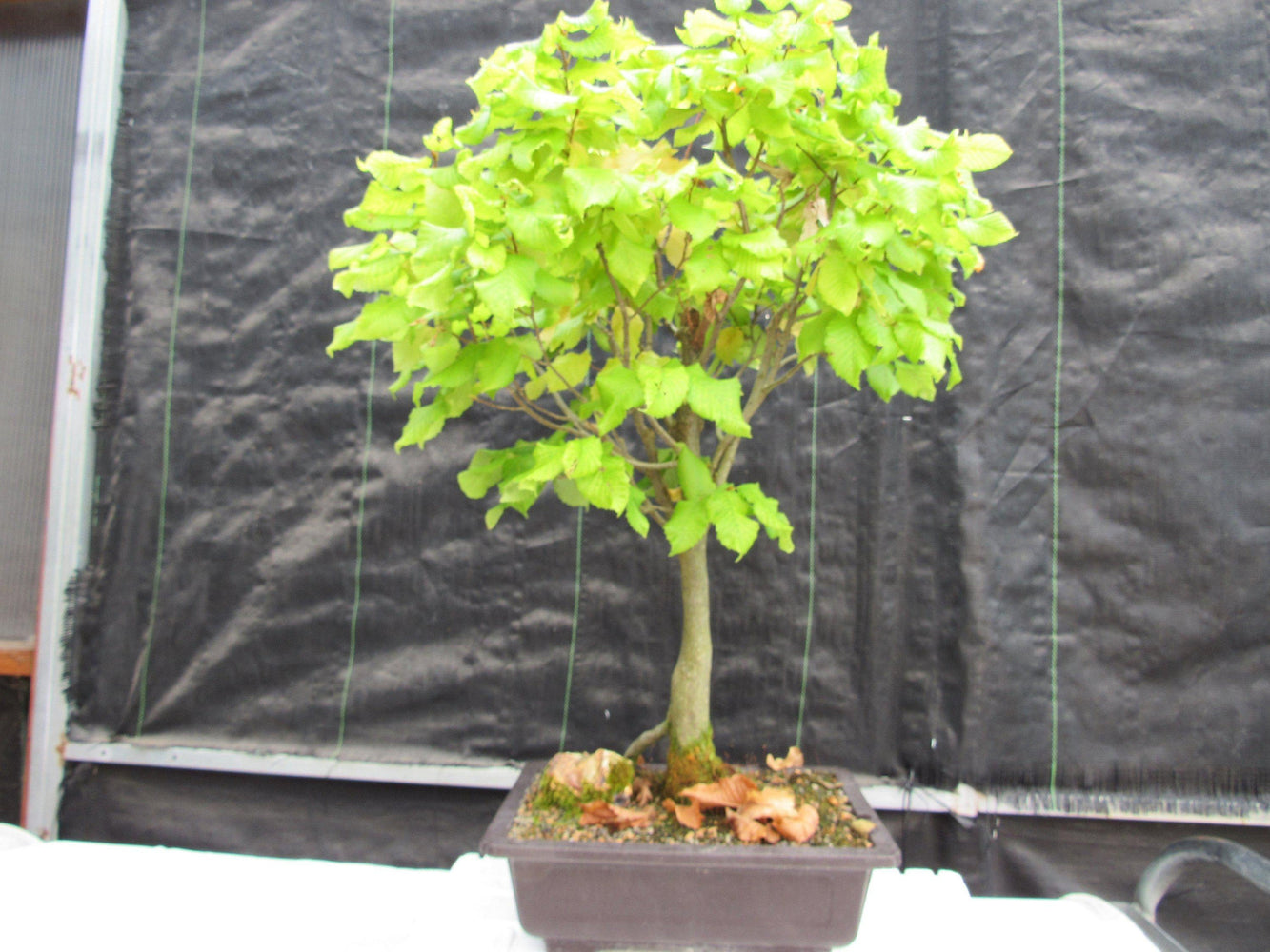 26 Year Old European Hornbeam Specimen Bonsai Tree