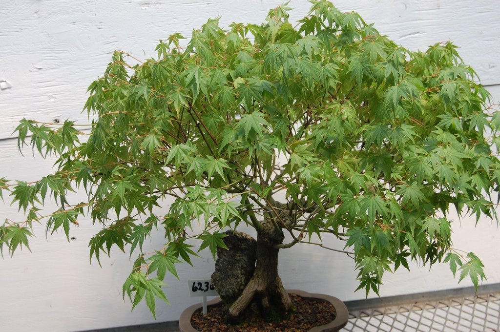 Japanese Maple Root Over Rock Specimen Bonsai Tree Leaves