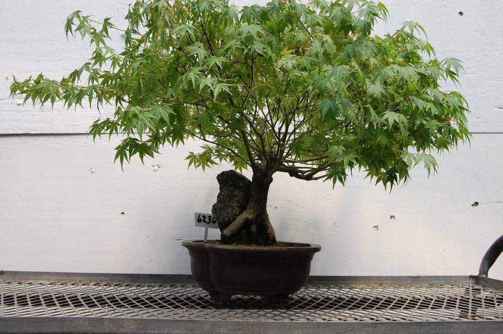silver maple bonsai tree 26 Year Old Japanese Maple Root Over Rock Specimen Bonsai Tree