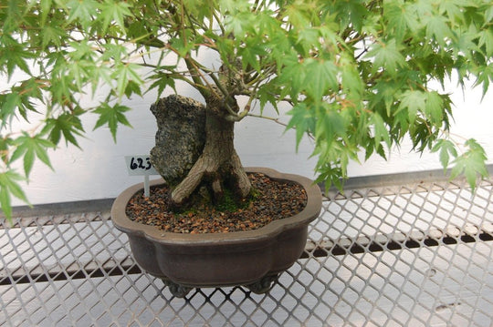 silver maple bonsai tree 26 Year Old Japanese Maple Root Over Rock Specimen Bonsai Tree