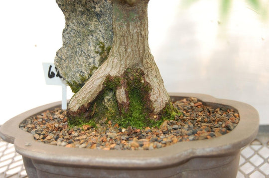 26 Year Old Japanese Maple Root Over Rock Specimen Bonsai Tree