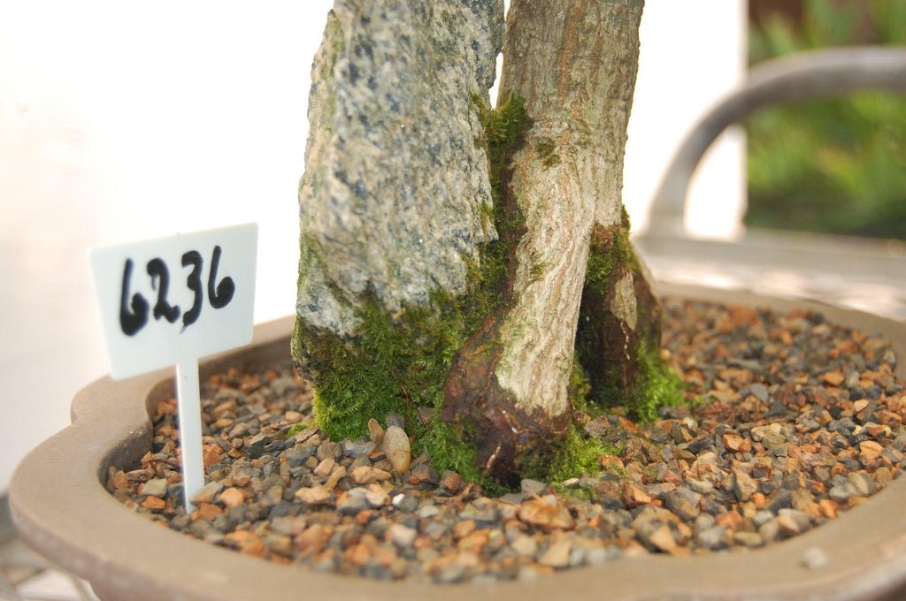 Japanese Maple Root Over Rock Specimen Bonsai Tree Side