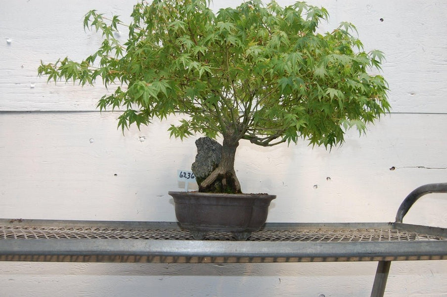 mystic blue maple bonsai tree 26 Year Old Japanese Maple Root Over Rock Specimen Bonsai Tree