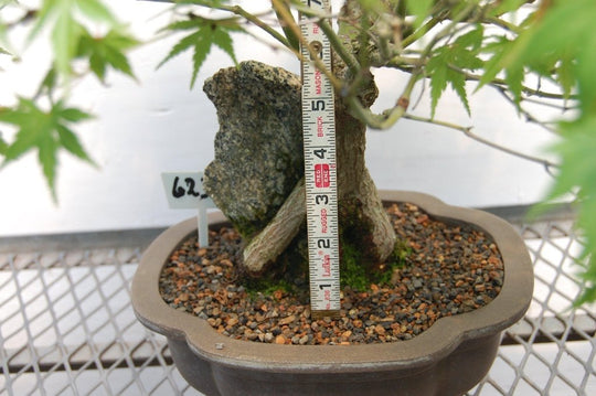26 Year Old Japanese Maple Root Over Rock Specimen Bonsai Tree