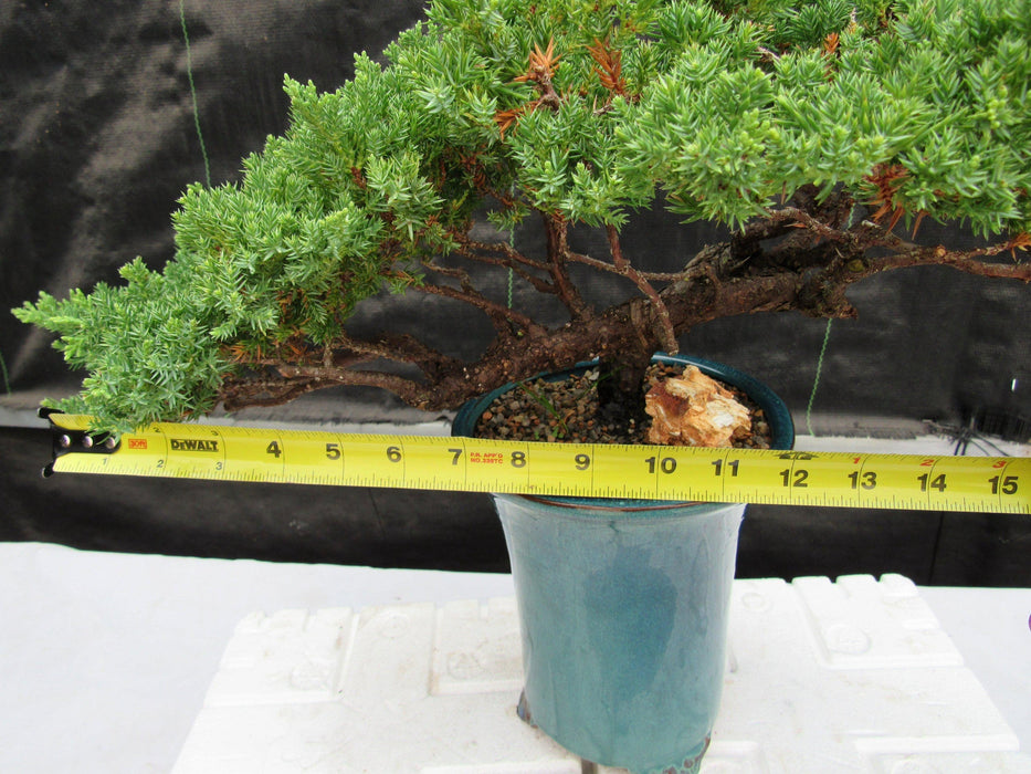 26 Year Old Semi Cascade Juniper Specimen Bonsai Tree Size
