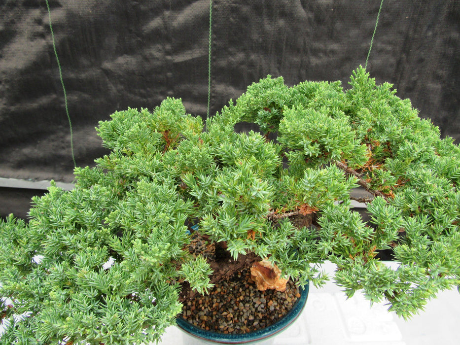 26 Year Old Semi Cascade Juniper Specimen Bonsai Tree Top