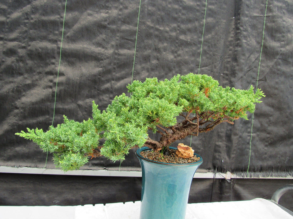 26 Year Old Semi Cascade Juniper Specimen Bonsai Tree Profile