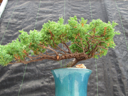 26 Year Old Semi Cascade Juniper Specimen Bonsai Tree