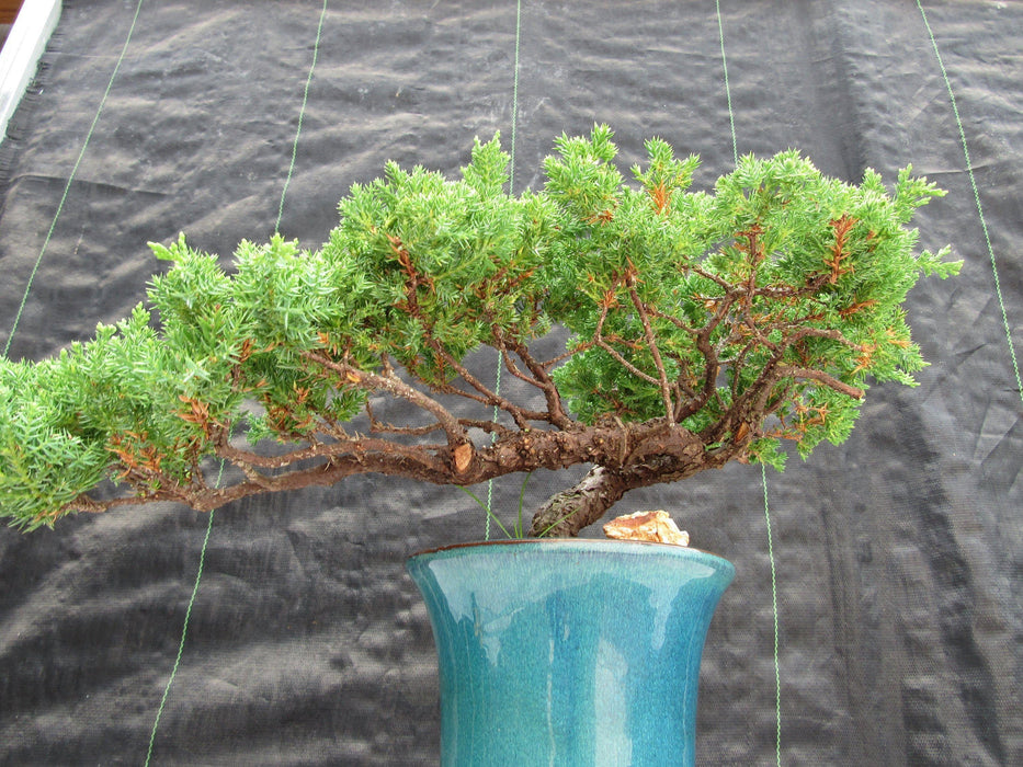 26 Year Old Semi Cascade Juniper Specimen Bonsai Tree Shape