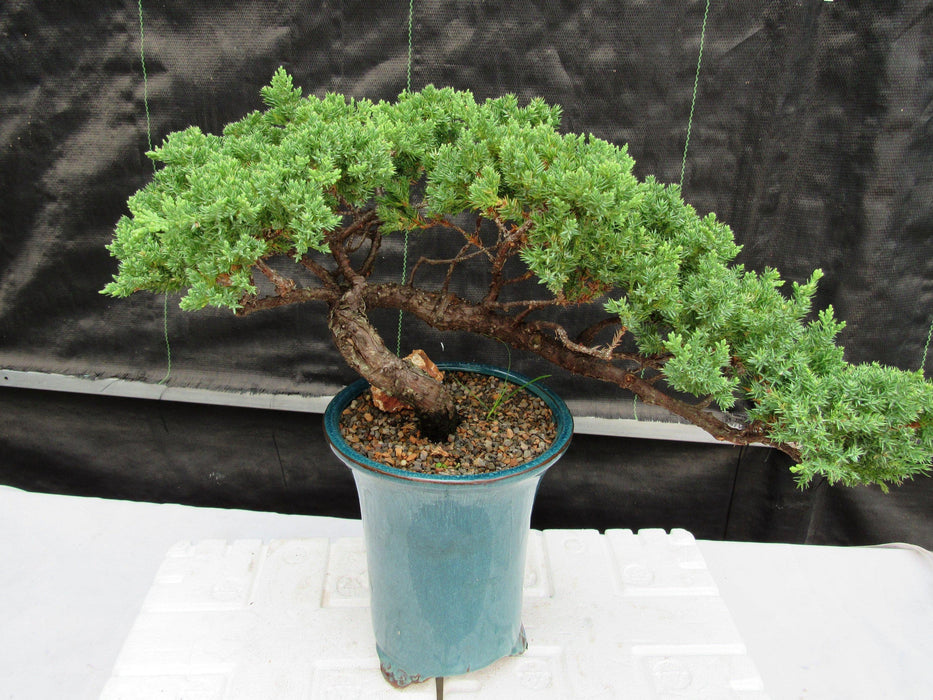 26 Year Old Semi Cascade Juniper Specimen Bonsai Tree Back