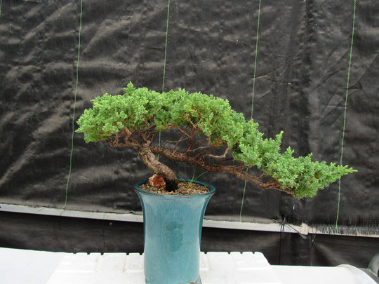 cascade bonsai tree 26 Year Old Semi Cascade Juniper Specimen Bonsai Tree