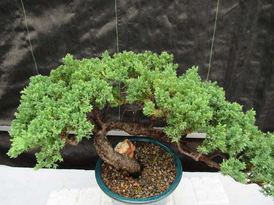 bonsai tree semi cascade 26 Year Old Semi Cascade Juniper Specimen Bonsai Tree
