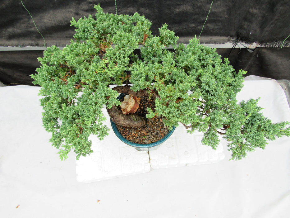 26 Year Old Semi Cascade Juniper Specimen Bonsai Tree Top Down