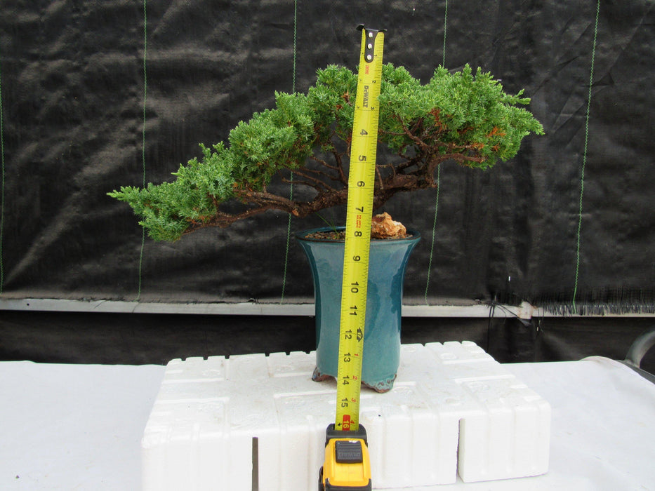 26 Year Old Semi Cascade Juniper Specimen Bonsai Tree Height