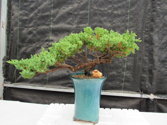 bonsai tree semi cascade 26 Year Old Semi Cascade Juniper Specimen Bonsai Tree