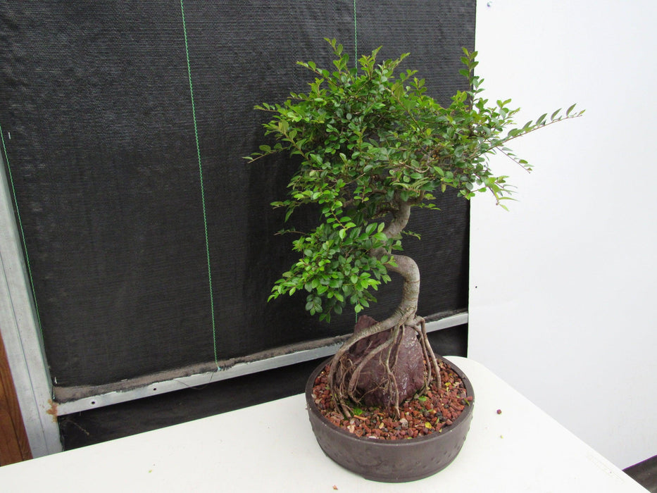 27 Year Old Chinese Elm Specimen Root Over Rock Bonsai Tree Side