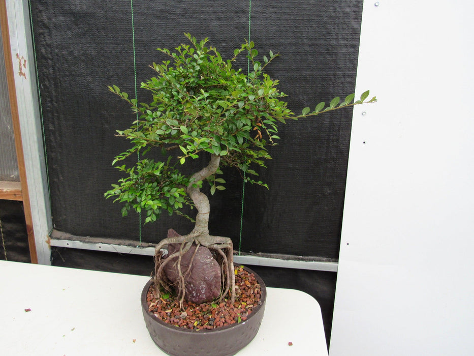 27 Year Old Chinese Elm Specimen Root Over Rock Bonsai Tree Soft Side