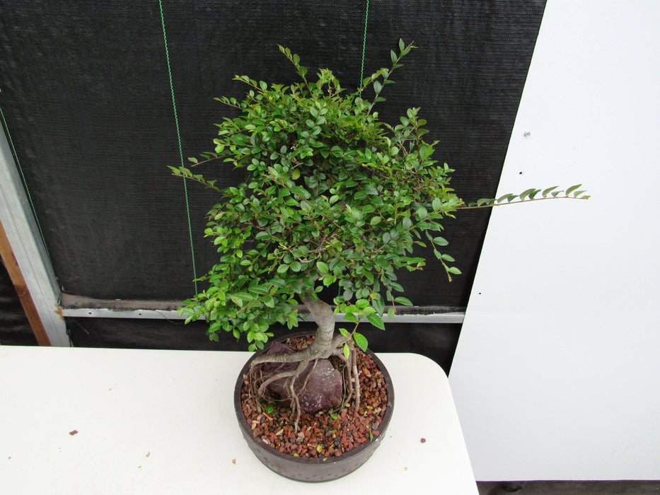 27 Year Old Chinese Elm Specimen Root Over Rock Bonsai Tree Canopy