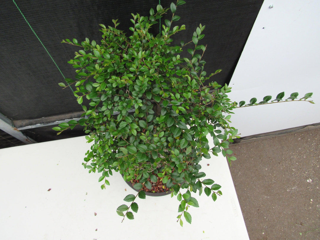 27 Year Old Chinese Elm Specimen Root Over Rock Bonsai Tree Birds Eye