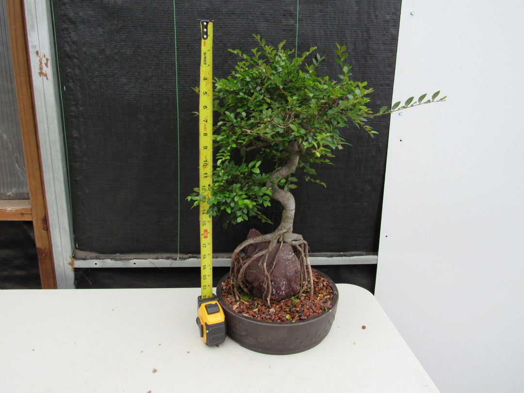 27 Year Old Chinese Elm Specimen Root Over Rock Bonsai Tree Height
