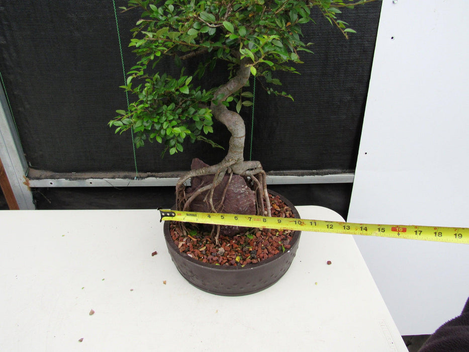 27 Year Old Chinese Elm Specimen Root Over Rock Bonsai Tree Size