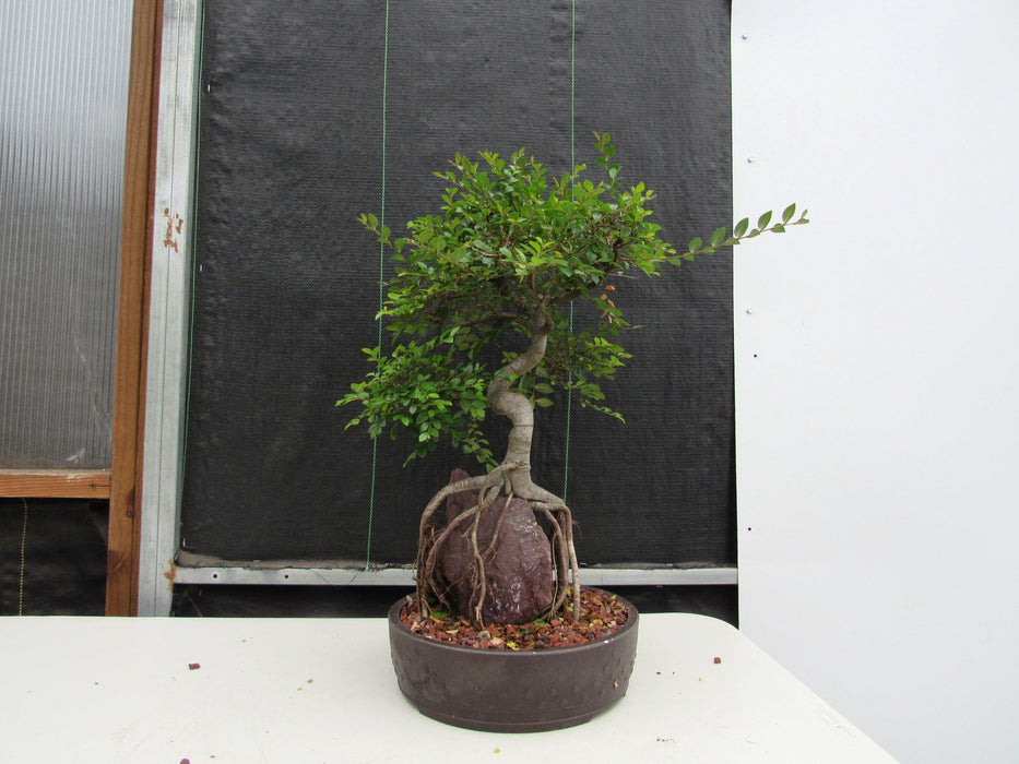 27 Year Old Chinese Elm Specimen Root Over Rock Bonsai Tree Profile