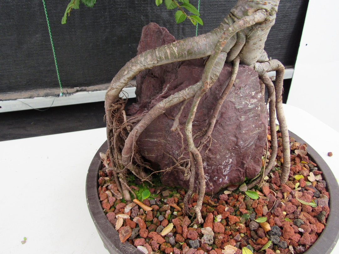 27 Year Old Chinese Elm Specimen Root Over Rock Bonsai Tree Closeup Roots