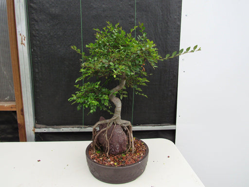 27 Year Old Chinese Elm Specimen Root Over Rock Bonsai Tree