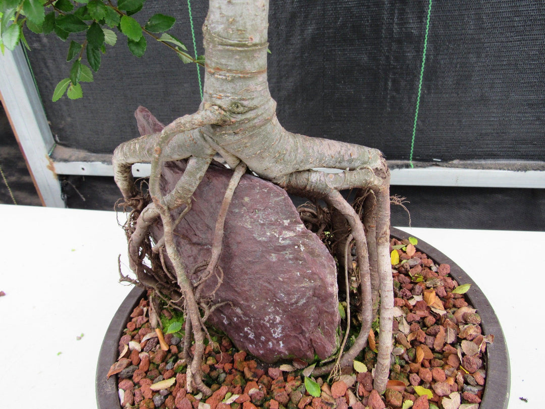 27 Year Old Chinese Elm Specimen Root Over Rock Bonsai Tree Rock Closeup