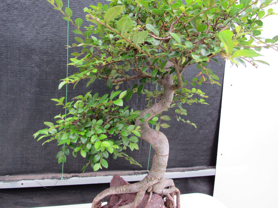 27 Year Old Chinese Elm Specimen Root Over Rock Bonsai Tree Curved Trunk