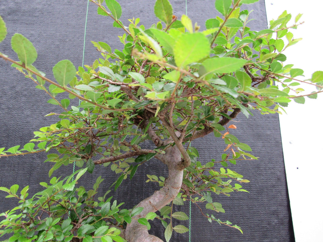 27 Year Old Chinese Elm Specimen Root Over Rock Bonsai Tree Branch Structure